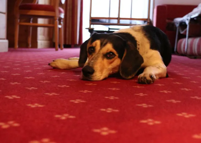 Maison d'hôtes Alpenhof