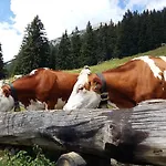 Alpenhof 3*